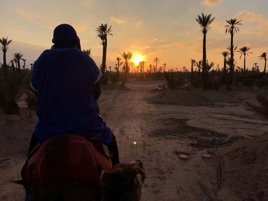 Marrakech palm grove: Sunset camel ride - At a glance