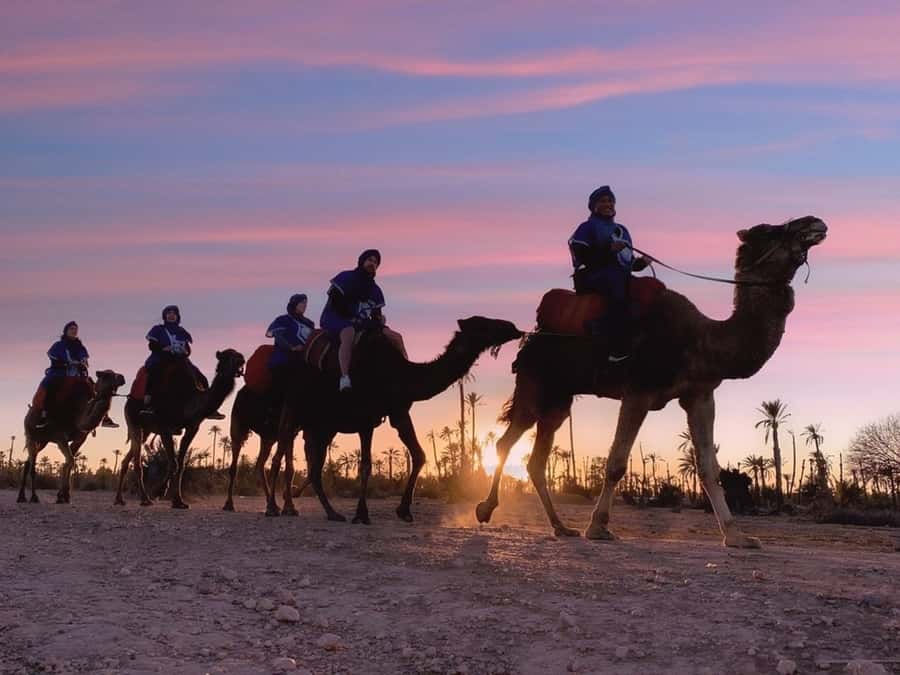 Marrakech palm grove: Sunset camel ride - Leaving Marrakech for the Palmeraie