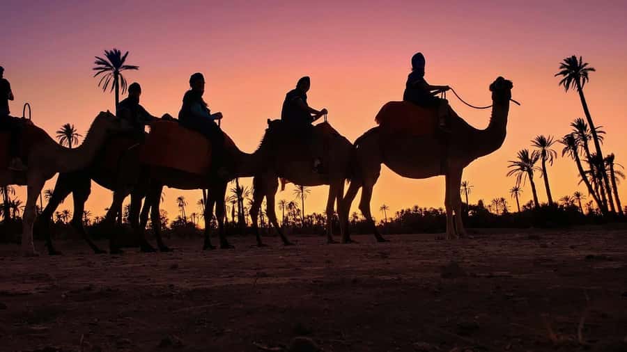 Marrakech palm grove: Sunset camel ride - The first 30 minutes among the palms