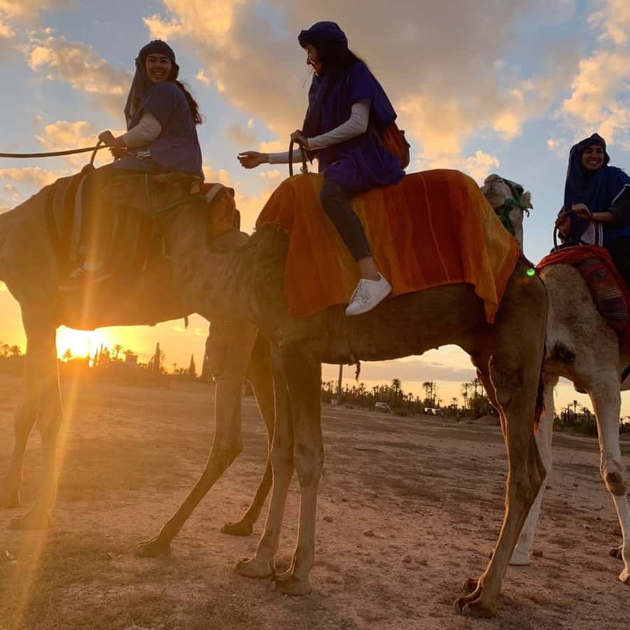 Marrakech palm grove: Sunset camel ride - Riding back as the sky changes color