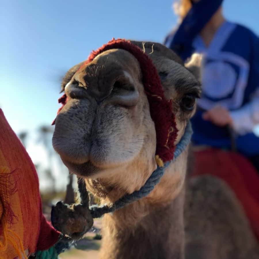 Marrakech palm grove: Sunset camel ride - Meeting the camels and putting on the sheish
