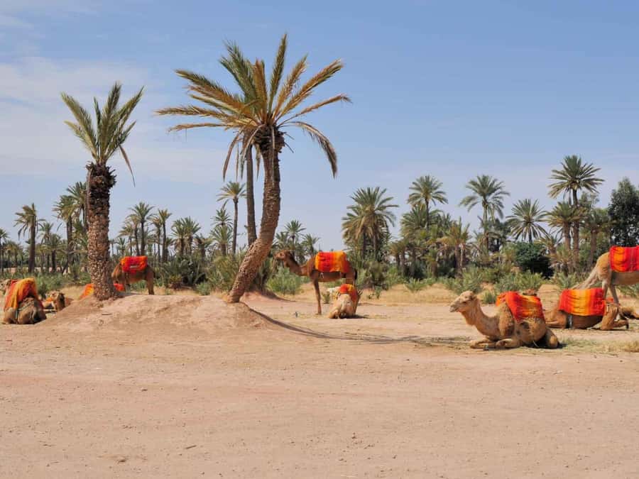 Marrakech Palmeraie: Camel Ride at Sunset - Key points to know before booking