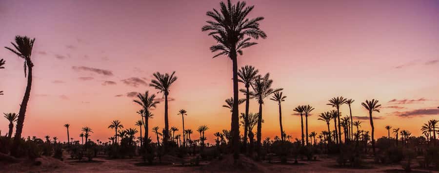 Marrakech Palmeraie: Camel Ride at Sunset - What the Marrakech Palmeraie setting is really like