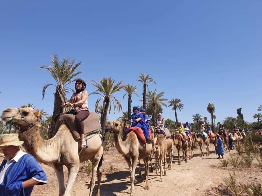 Marrakech Palmeraie: Camel Ride at Sunset - Mint tea and the return to Marrakech