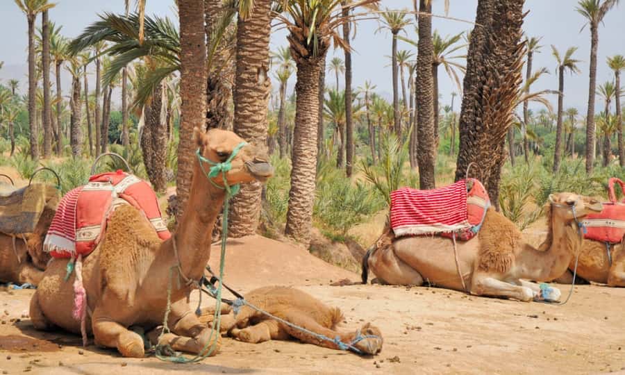 Marrakech Palmeraie: Camel Ride at Sunset - Who will enjoy this ride most