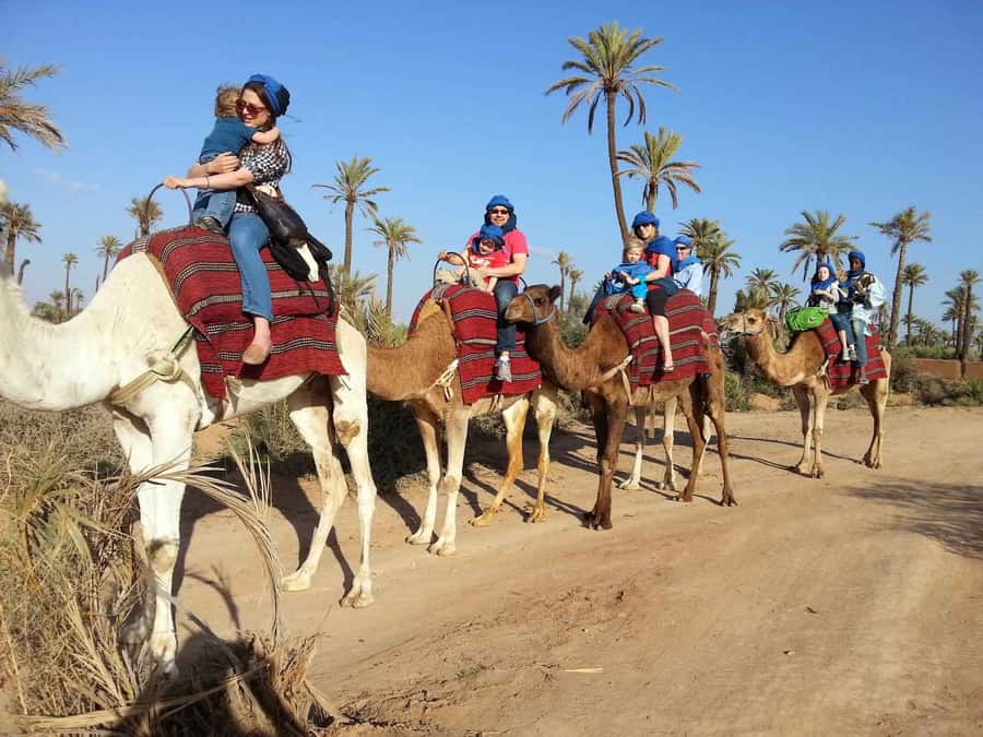 Marrakech Palmeraie: Camel Ride at Sunset - Pickup from your hotel or riad
