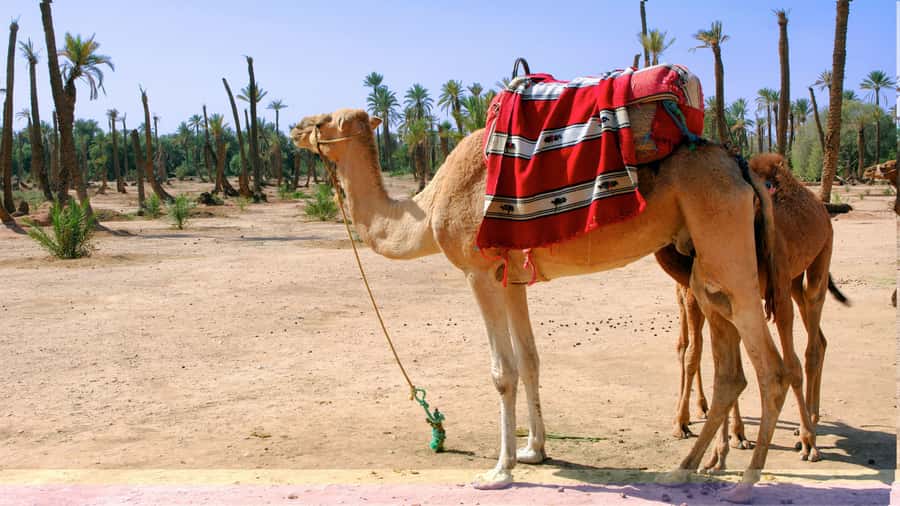 Marrakech Palmeraie: Camel Ride & Quad Bike Experience - Who should book, and who should skip it