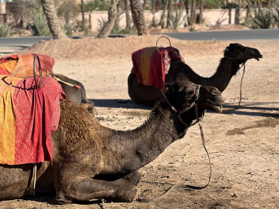 Marrakech: Quad Bike excursion at the sunset with Tea Break - Why sunset works so well in the Palmeraie