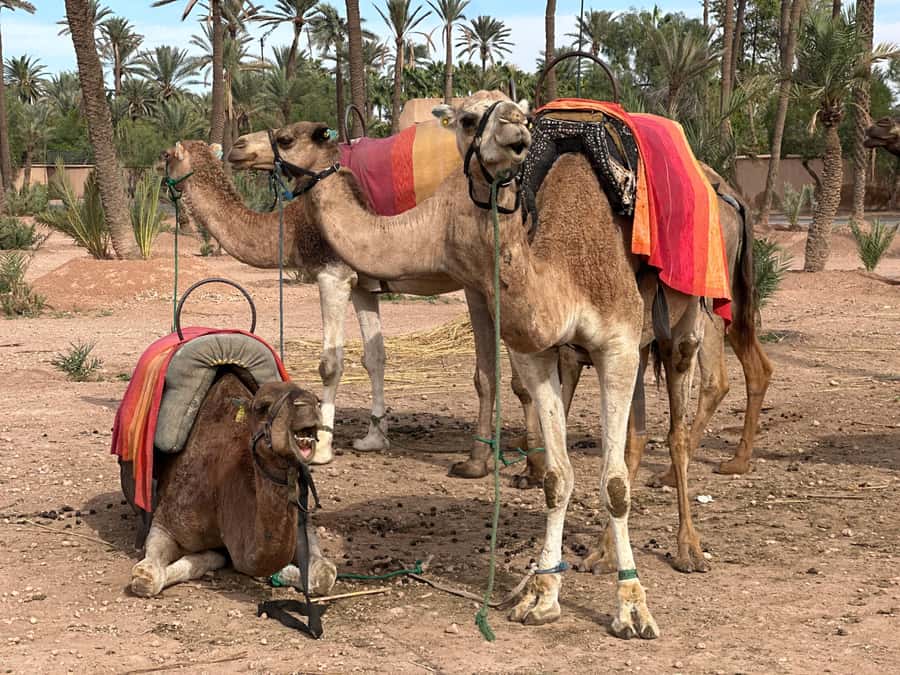 Marrakech: Quad Bike excursion at the sunset with Tea Break - Riding through the palm groves and Jbilet Desert