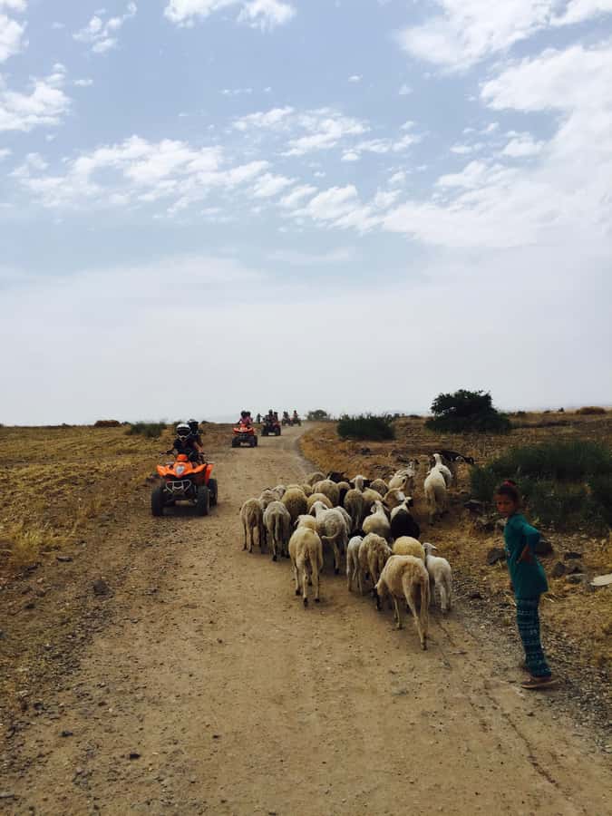 Marrakech: Quad Tour in Jbilets Desert with Palm Grove - When to book, and what to wear