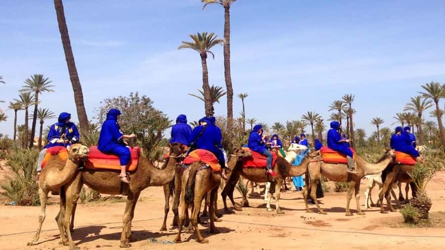 Marrakech: Sunset Camel Ride in Palmeraie - From your hotel to a Berber family home