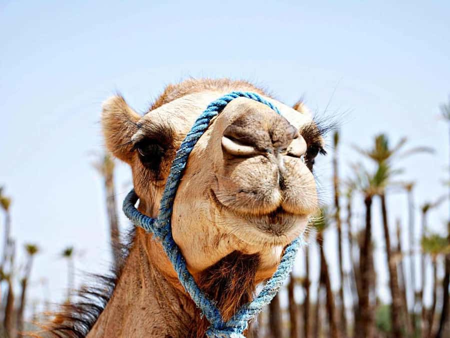 Marrakech: Sunset Camel Ride in Palmeraie - What the tea stop adds to the outing