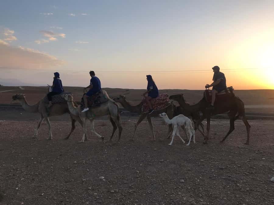 Marrakesh: Agafay Desert Quad & Camel Tour with Dinner - Is $81 good value?