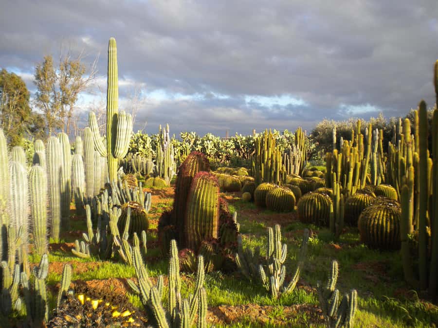Marrakesh: Cactus Thiemann Entry Ticket - Why Cactus Thiemann feels different from a city garden