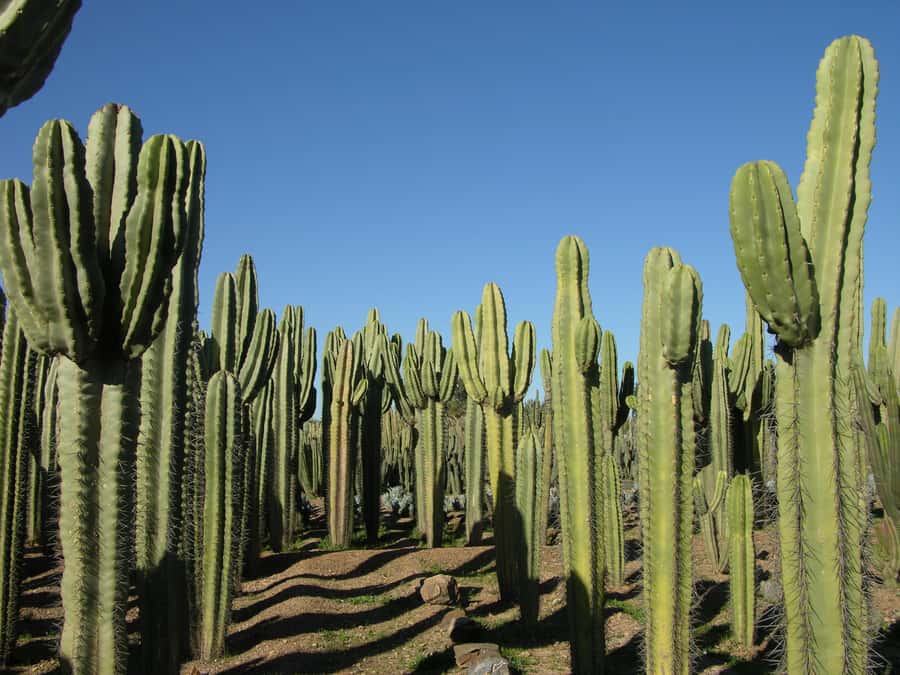 Marrakesh: Cactus Thiemann Entry Ticket - Hans Thiemann and the collection’s Marrakesh story