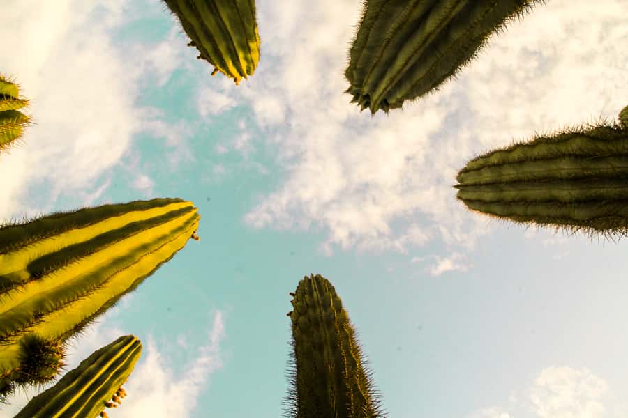 Marrakesh: Cactus Thiemann Entry Ticket - The shooting area and best use of your visit
