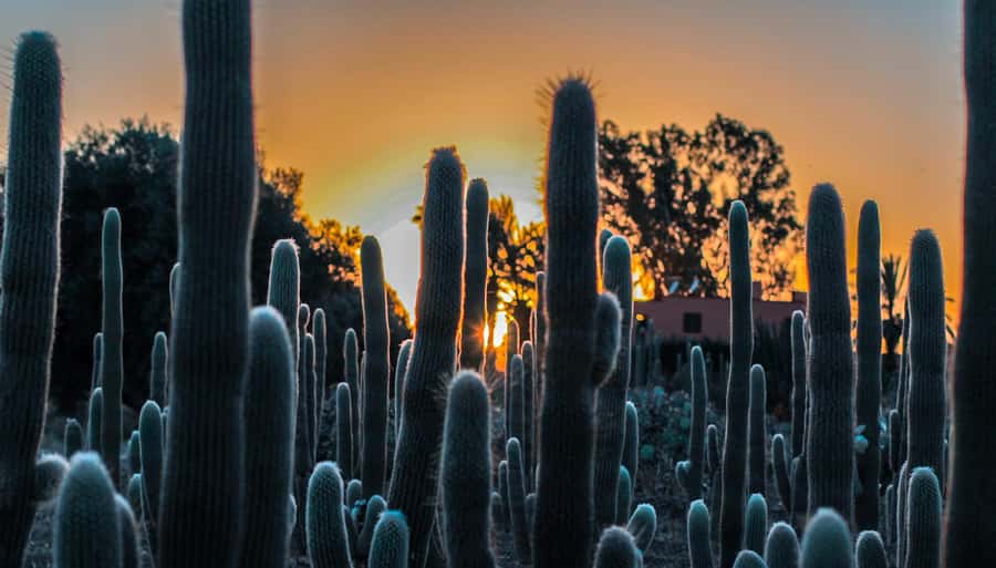Marrakesh: Cactus Thiemann Entry Ticket - What to bring and what not to expect