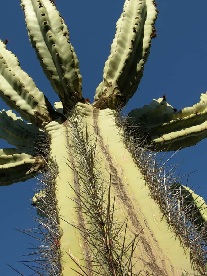 Marrakesh: Cactus Thiemann Entry Ticket - Who will enjoy Cactus Thiemann most