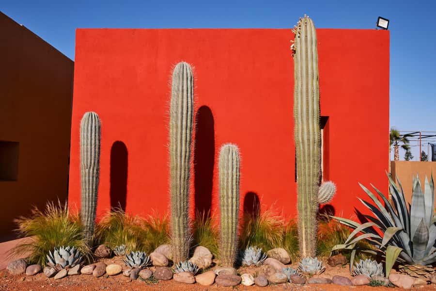Marrakesh: Cactus Thiemann Entry Ticket - Simple planning advice for a smoother visit
