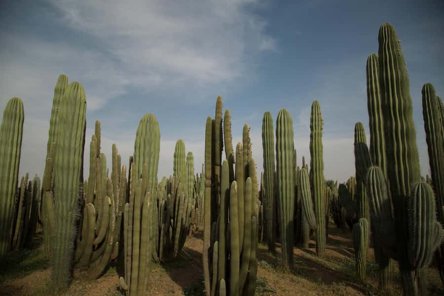 Marrakesh: Cactus Thiemann Entry Ticket - Walking through the nine-meter cactus forest