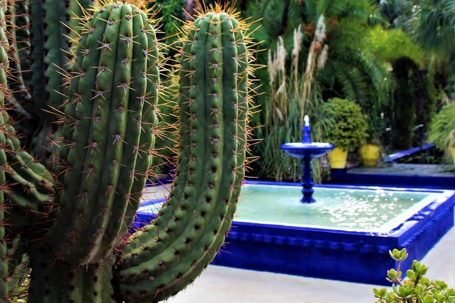 Marrakesh: Majorelle Garden Entry Tickets - Is $31 good value?