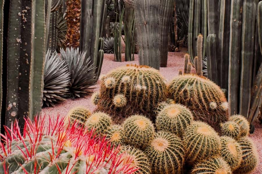 Marrakesh: Majorelle Garden Entry Tickets - Practical rules that affect your visit