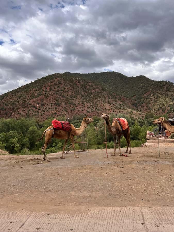 Marrakesh: Ourika Valley & Atlas Mountains Day Trip + Lunch - Key points to know before booking