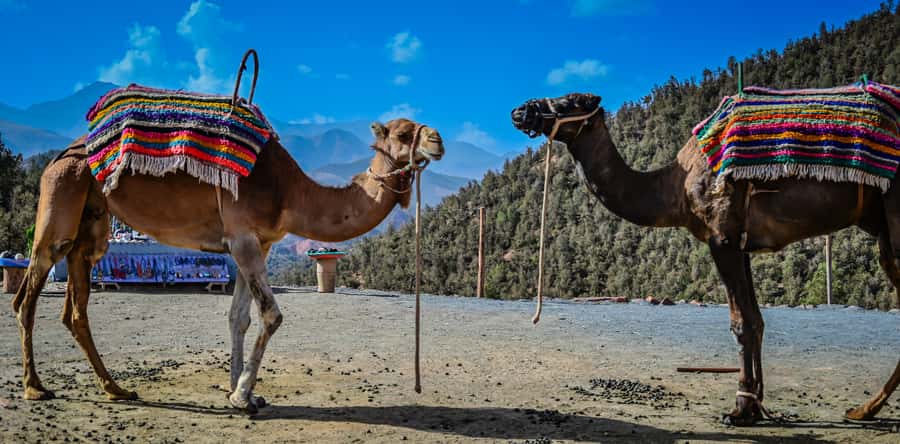 Marrakesh: Ourika Waterfalls, Atlas Mountains, Guide + Lunch - The return drive and the real value of $17