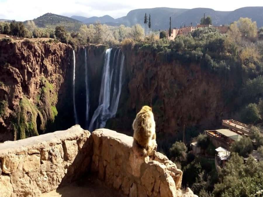 Marrakesh: Ouzoud Waterfalls Trip with Hike & Boat Option - Lunch with the falls in view