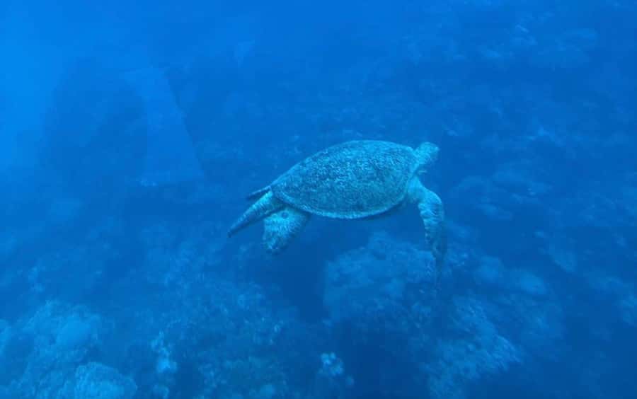 Marsa Alam: Elite vip Turtle bay snorkeling with BBQ Lunch - The second stop at Small Shenwa