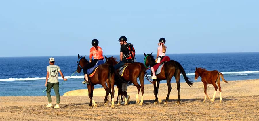 Marsa Alam: Sea and Desert Horse Riding Tour - Sunrise, morning, afternoon, or sunset