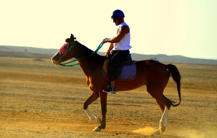 Marsa Alam: Sea and Desert Horse Riding Tour - Horse welfare and what it means for your choice