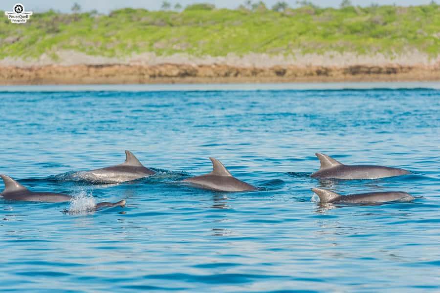 Matemwe: Mnemba Island Dolphin & Snorkeling Boat Trip - The sandbank stop and fresh fruit