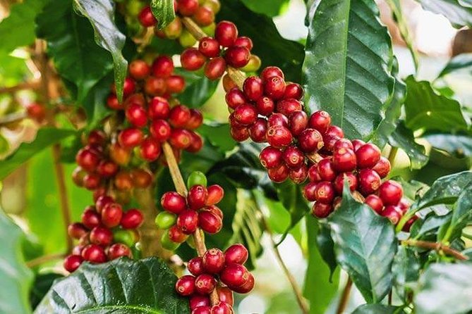Materuni Waterfalls & Coffee Tour from Moshi - The 30-minute walk to the waterfall