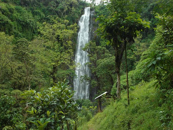 Materuni Waterfalls & Coffee Tour from Moshi - Roasting coffee the Chagga way