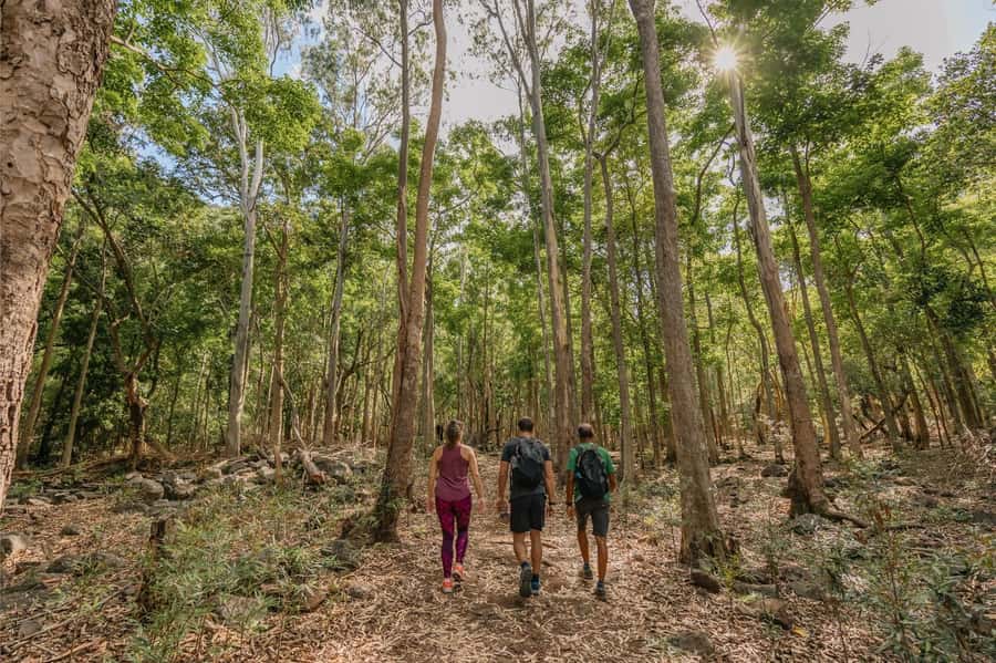 Mauritius: Black River Gorges National Park 3-Hour Hike - Starting at Riverview Commercial Centre in Grande Rivière Noire