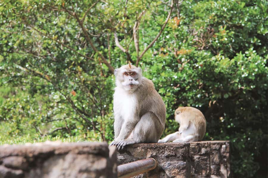 Mauritius: Black River Gorges National Park 3-Hour Hike - Three hours through Mauritius’s primary forest