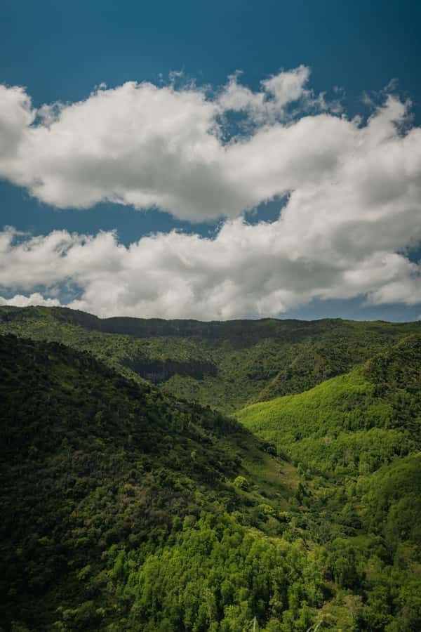 Mauritius: Black River Gorges National Park 3-Hour Hike - Macaques, giant bats, and ebony trees along the trail