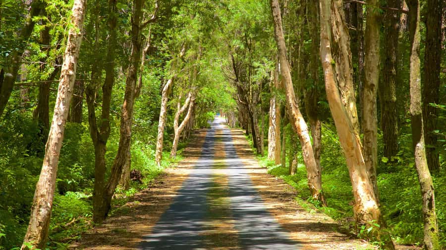 Mauritius: Exclusive South West Tour - Alexandra Falls and Black River Gorges
