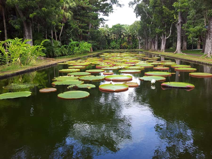 Mauritius: Full Day Tour of the North with Hotel Transfer - The ripe black tea factory and an unusual local tradition