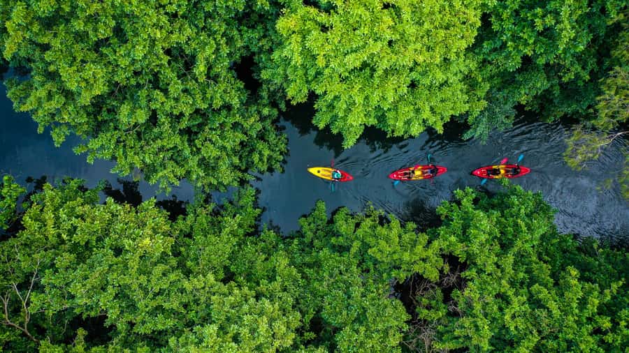 Mauritius: Guided Kayak Tour on Tamarin River - Following the Tamarin River into mangrove country