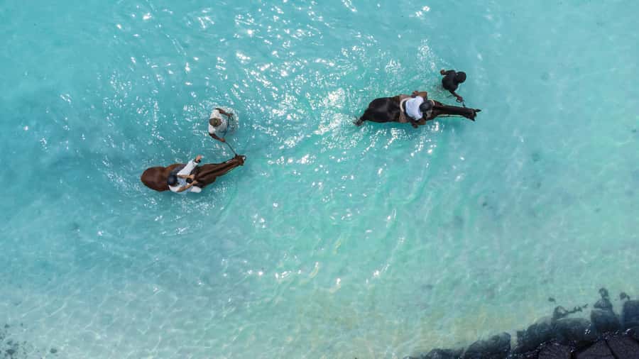 Mauritius: Horseback riding on the beach - Choosing a horse when you are a beginner