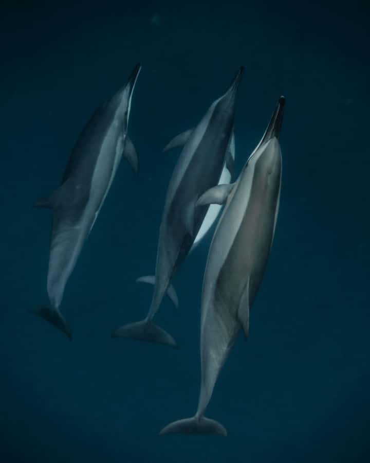 Mauritius Le Morne: Eco-Friendly Dolphin Watching Tour - Setting out from Le Morne before the crowds