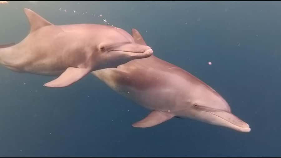 Mauritius Le Morne: Eco-Friendly Dolphin Watching Tour - The crew and the feel on board