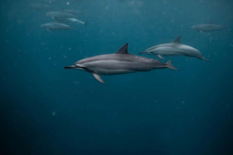 Mauritius Le Morne: Eco-Friendly Dolphin Watching Tour - Who should book this Le Morne tour