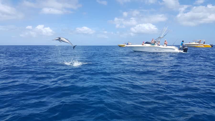 Mauritius: Ocean Swim with Dolphins - Key points to know before booking