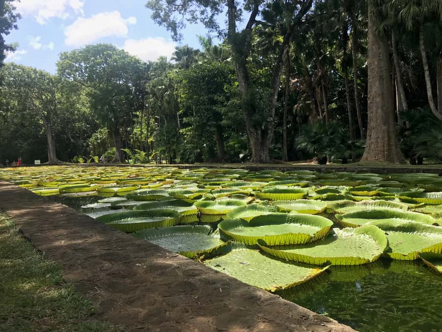 Mauritius: Private Full-Day Iconic Instagram Spots - The car ride is both the strength and the cost