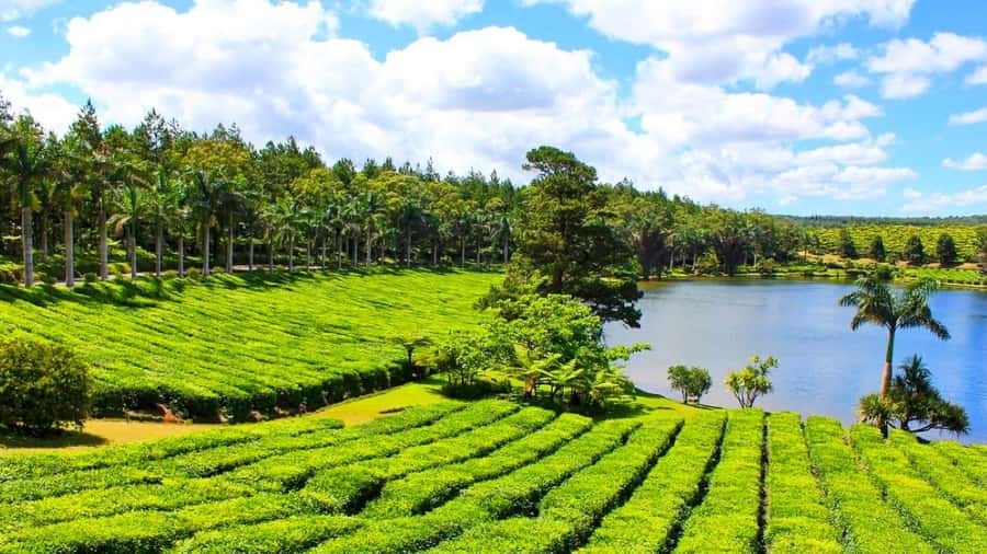 Mauritius: Private Full-Day South Mauritius Tour - Why this southern Mauritius day works so well