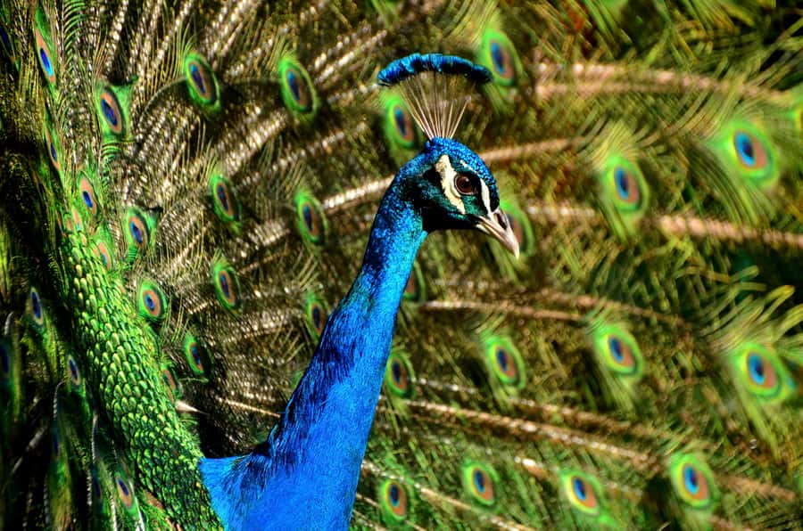 Mauritius: Private South Tour with Pickup - Lunch, local food, and what is not included