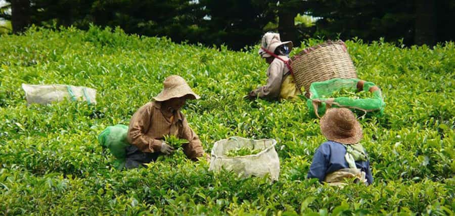 Mauritius: Tea and Sugar Plantation Guided Tour with Lunch - Domaine des Aubineaux and the colonial beginning